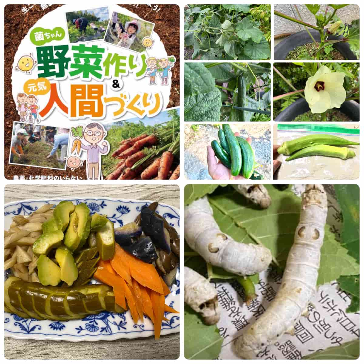 菌ちゃんふぁ~む農法、無農薬無肥料、ぬか漬け、蚕